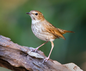 Гургалдай (Шийгнээ гургалдай)